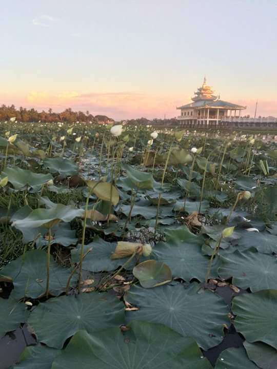 Image of sacred lotus