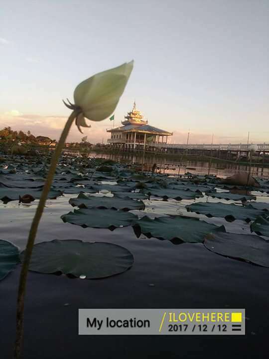 Image of sacred lotus