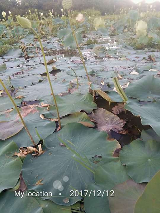 Image of sacred lotus