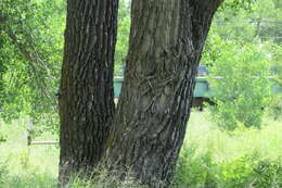 Image of narrowleaf cottonwood