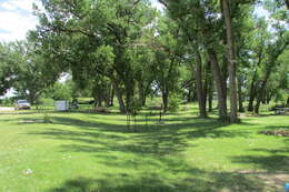 Image of narrowleaf cottonwood