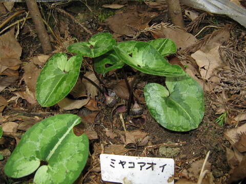 Image of Asarum asperum Maekawa