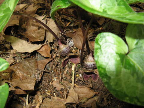 Image of Asarum asperum Maekawa