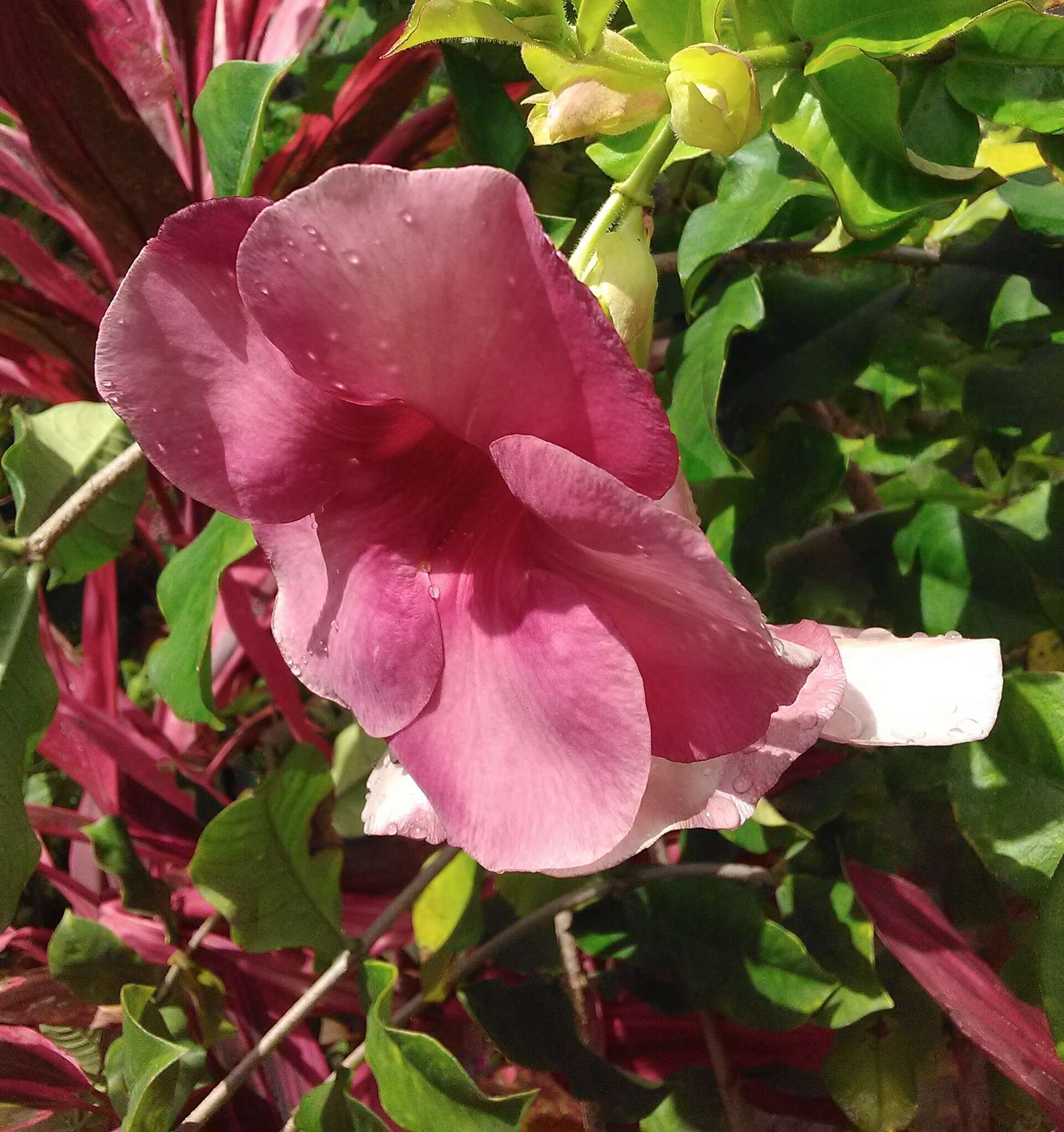 Image of purple allamanda