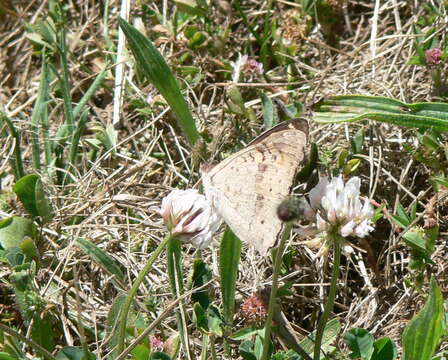 Image of Meadow Argus