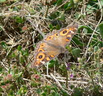 Image of Meadow Argus