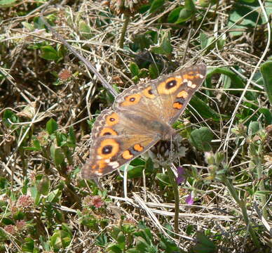 Image of Meadow Argus