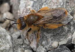 Image of tawny Nesocolletes