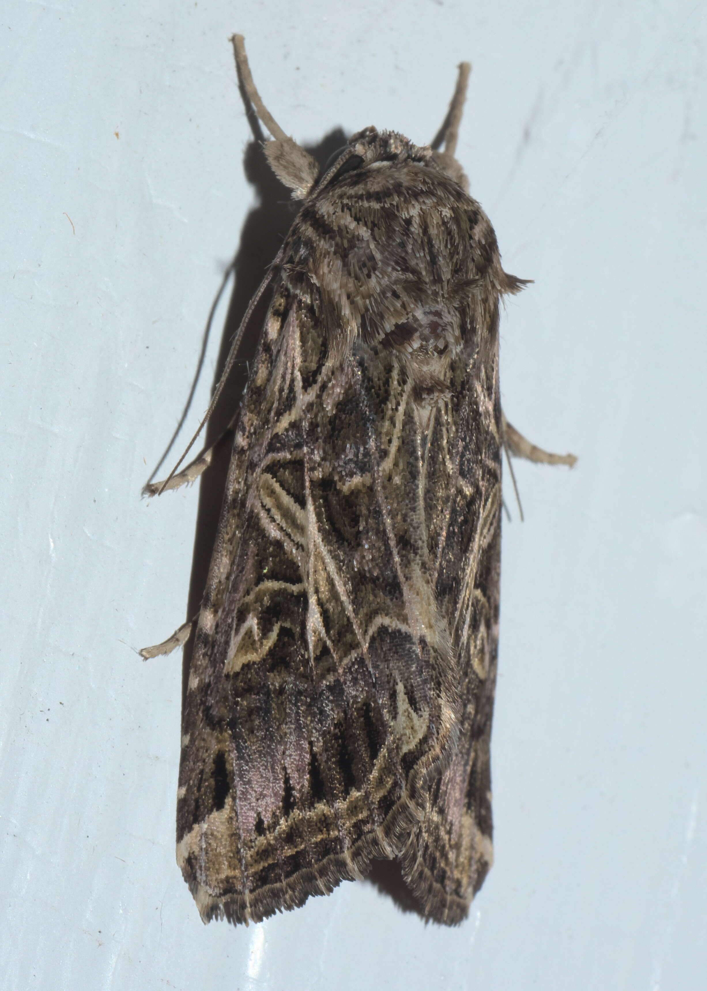 Sivun Spodoptera litura Fabricius 1775 kuva