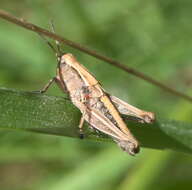 Image of New Zealand Grasshopper