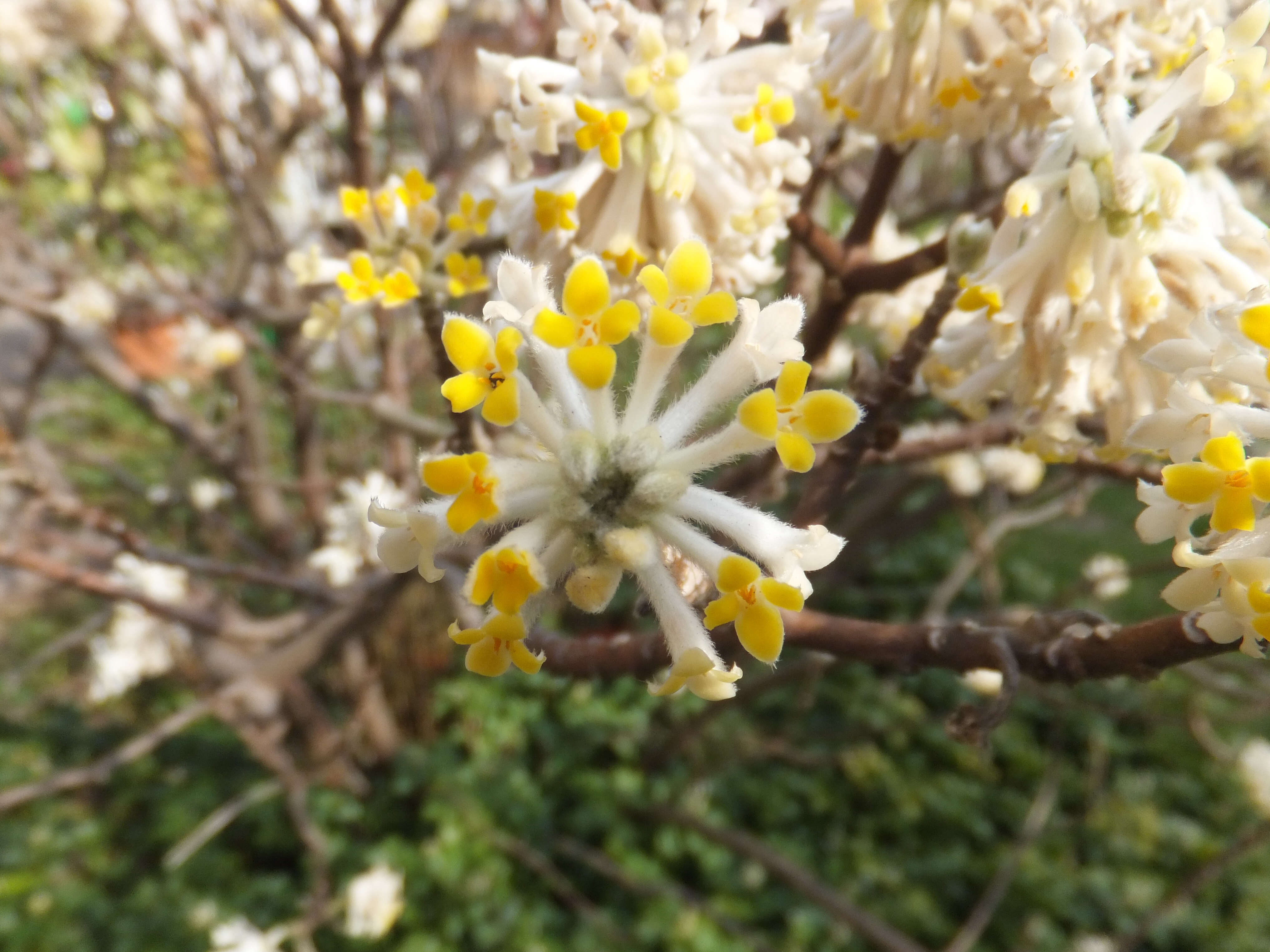 Image of Oriental paperbush