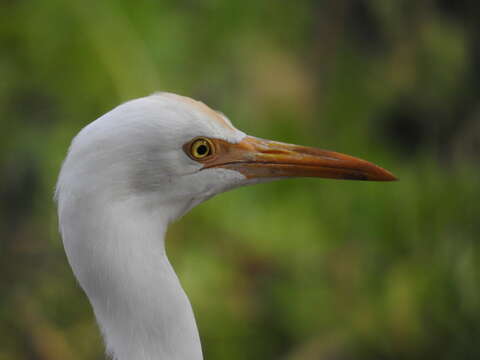 Bubulcus coromandus (Boddaert 1783) resmi