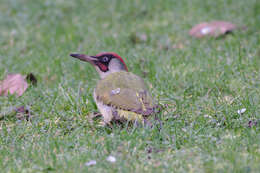 Image of Eurasian Green Woodpecker