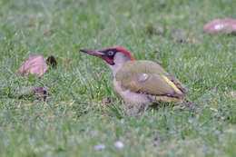 Image of Eurasian Green Woodpecker