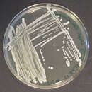 Image of Staphylococcus condimenti