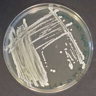 Image de Staphylococcus condimenti