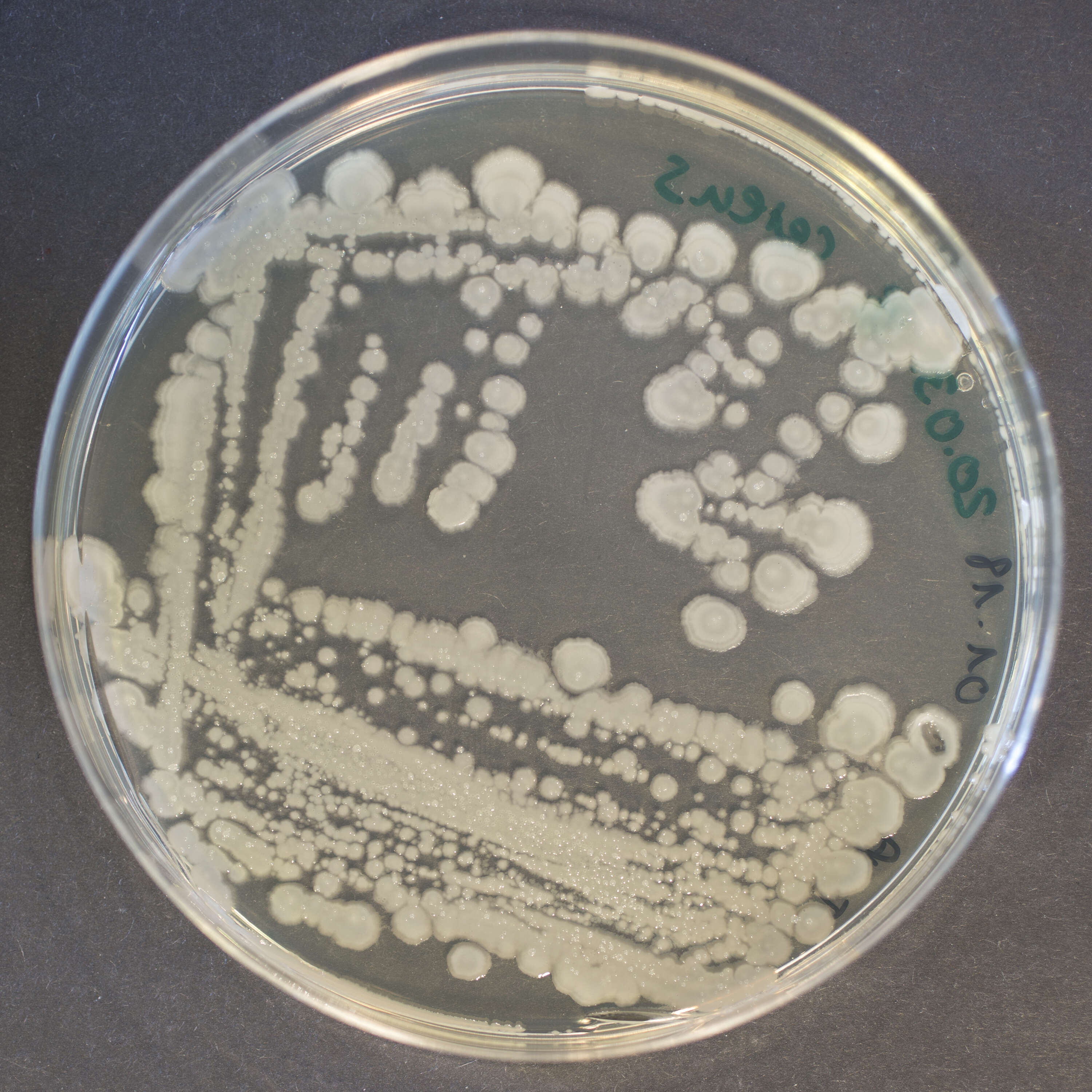 Image de Bacillus cereus