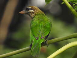 صورة Psilopogon viridis (Boddaert 1783)