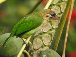 صورة Psilopogon viridis (Boddaert 1783)