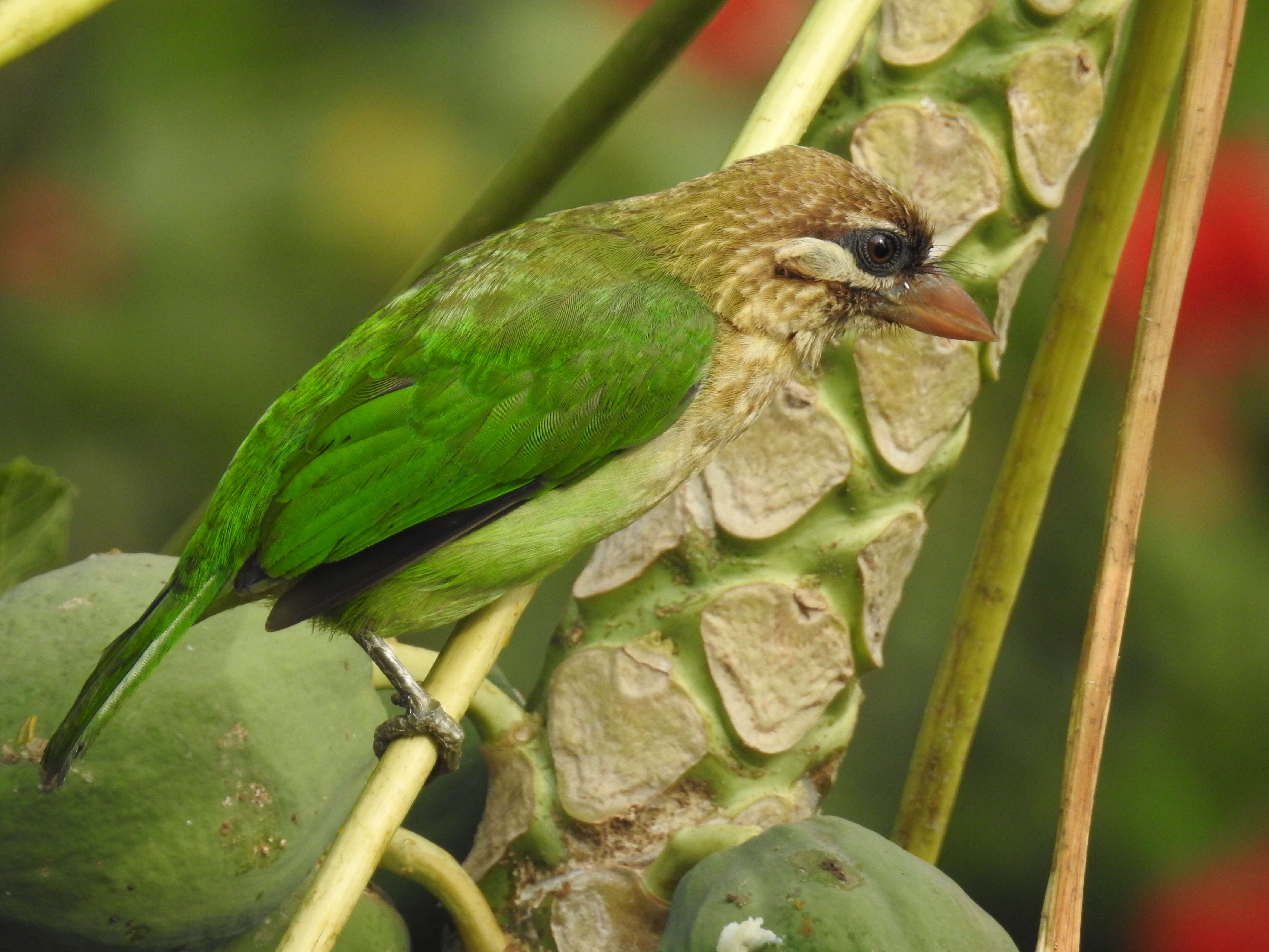 صورة Psilopogon viridis (Boddaert 1783)