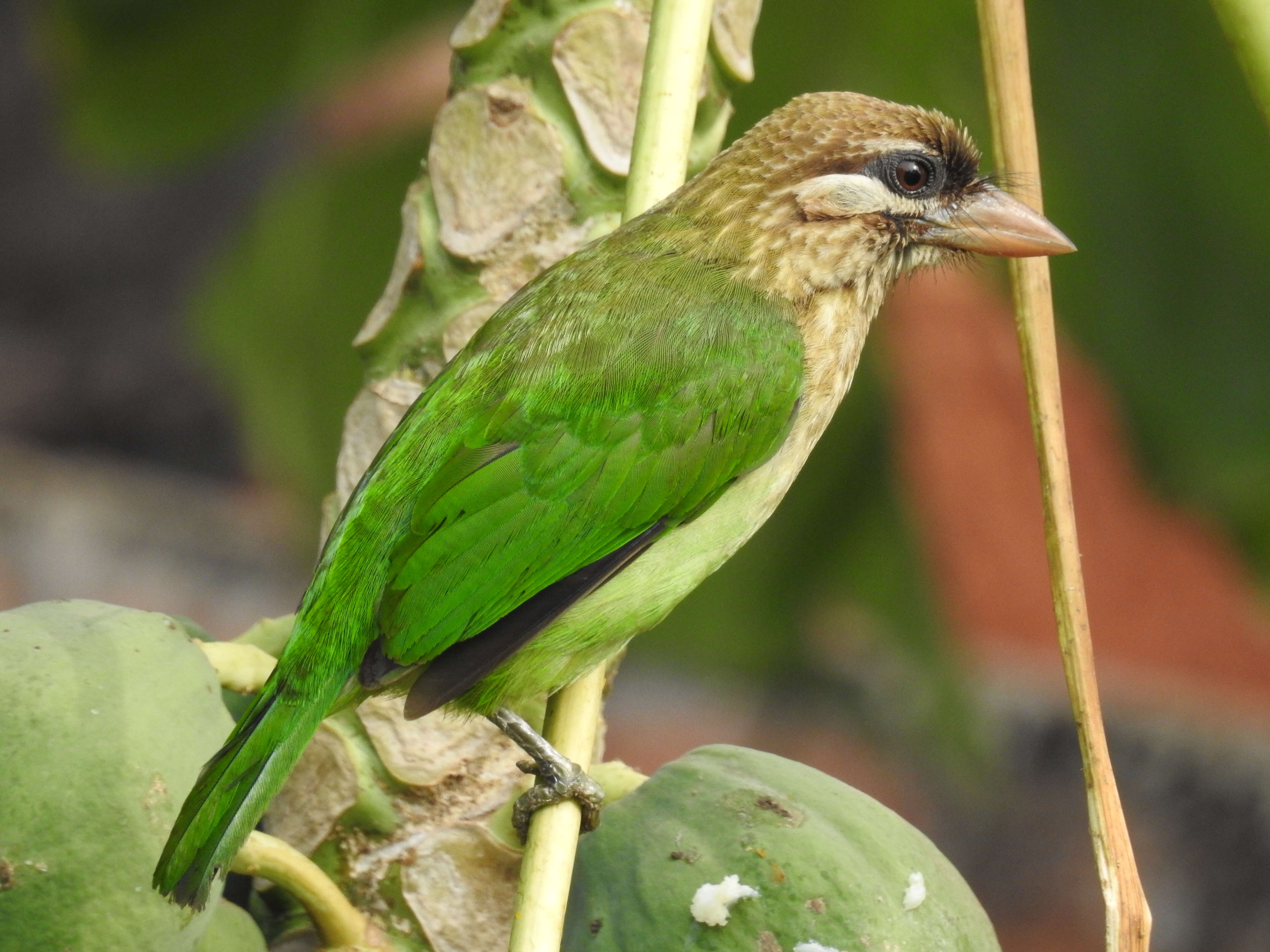 صورة Psilopogon viridis (Boddaert 1783)