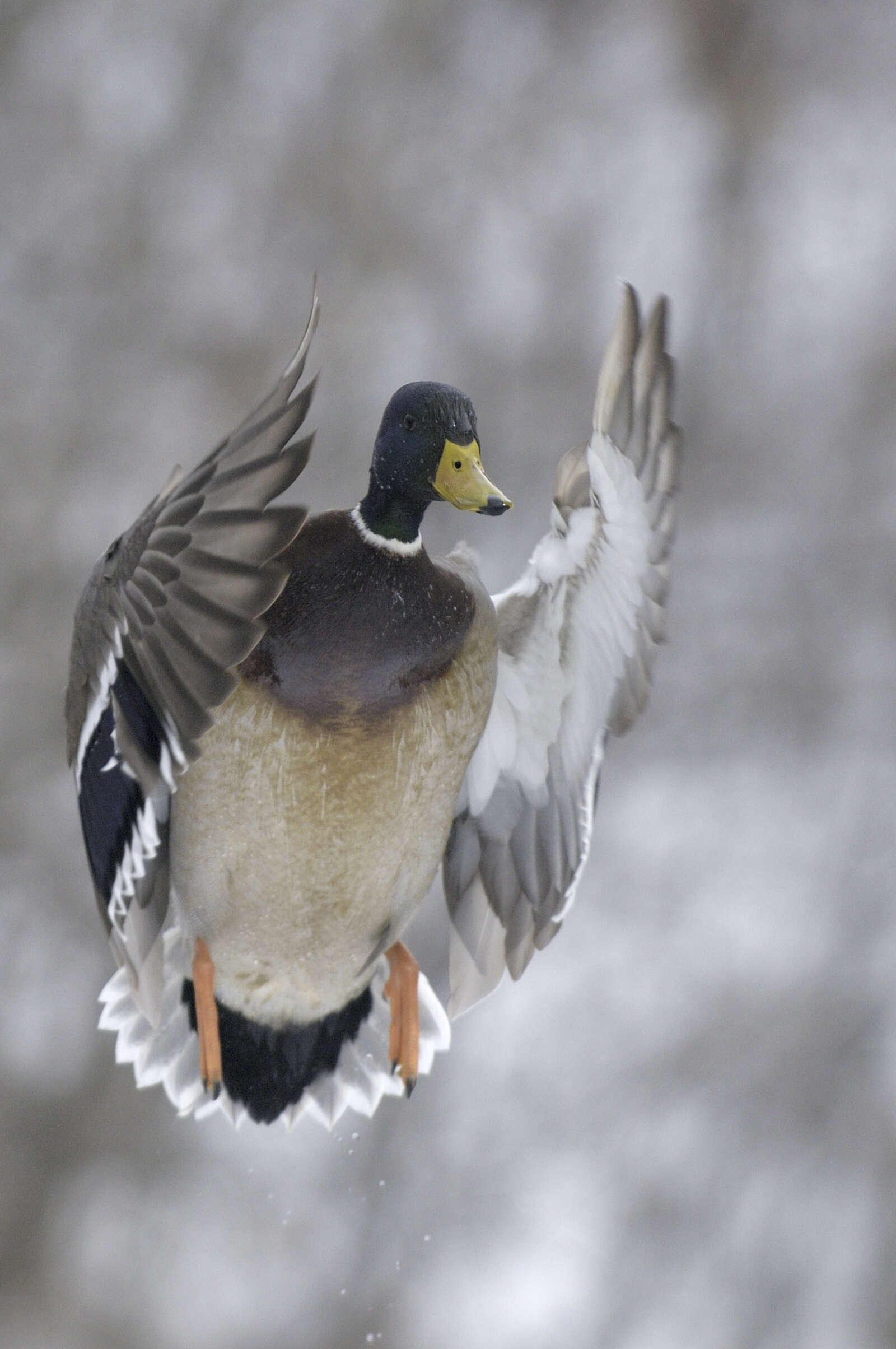 Image of Common Mallard