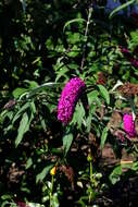 Image of butterfly-bush