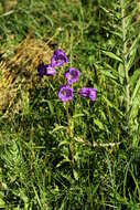 Image of Canterbury Bells