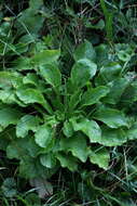 Image of Canterbury Bells