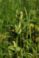 Image of Canterbury Bells