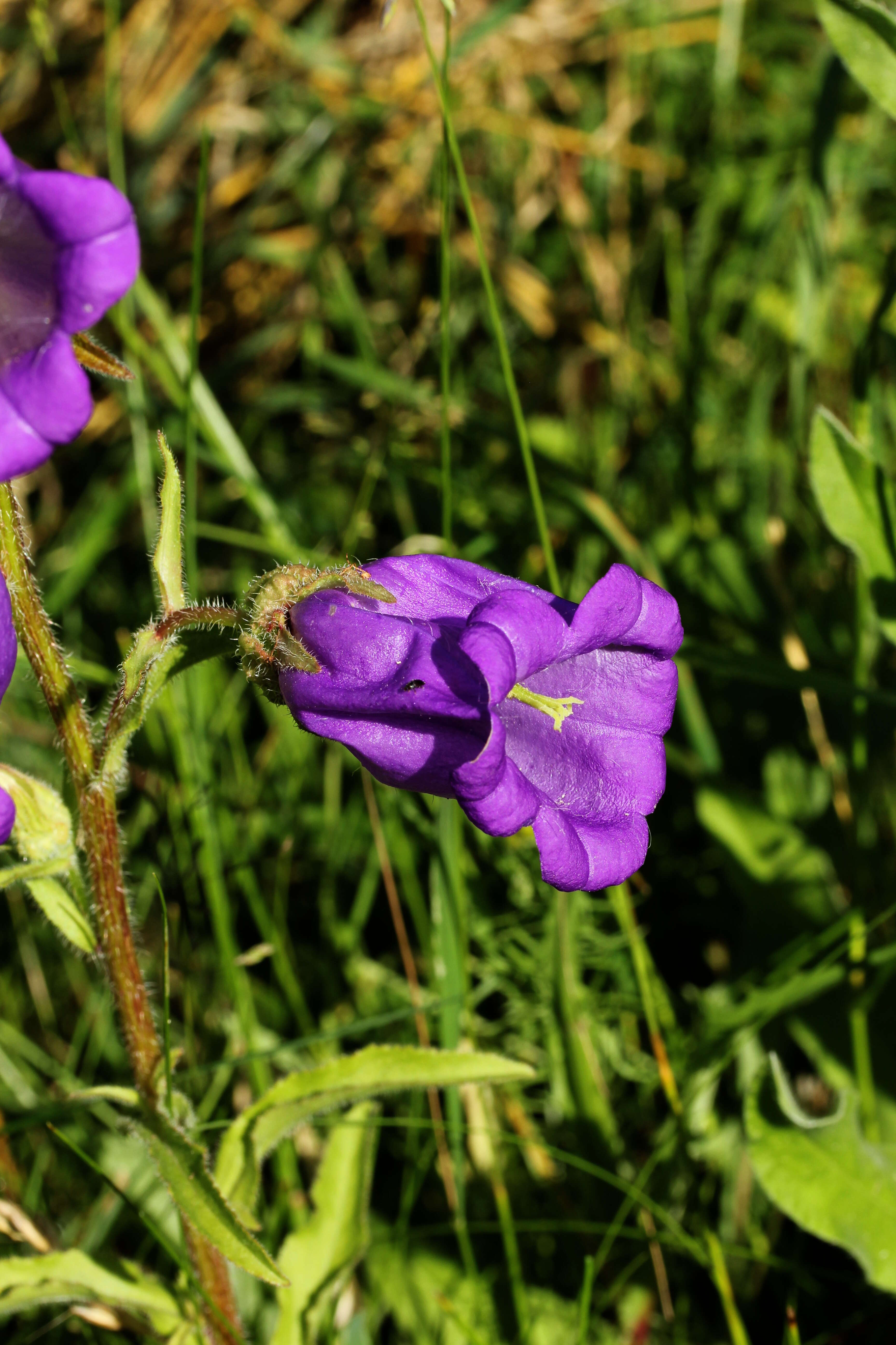 Image of Canterbury Bells