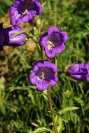 Image of Canterbury Bells