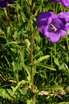 Image of Canterbury Bells