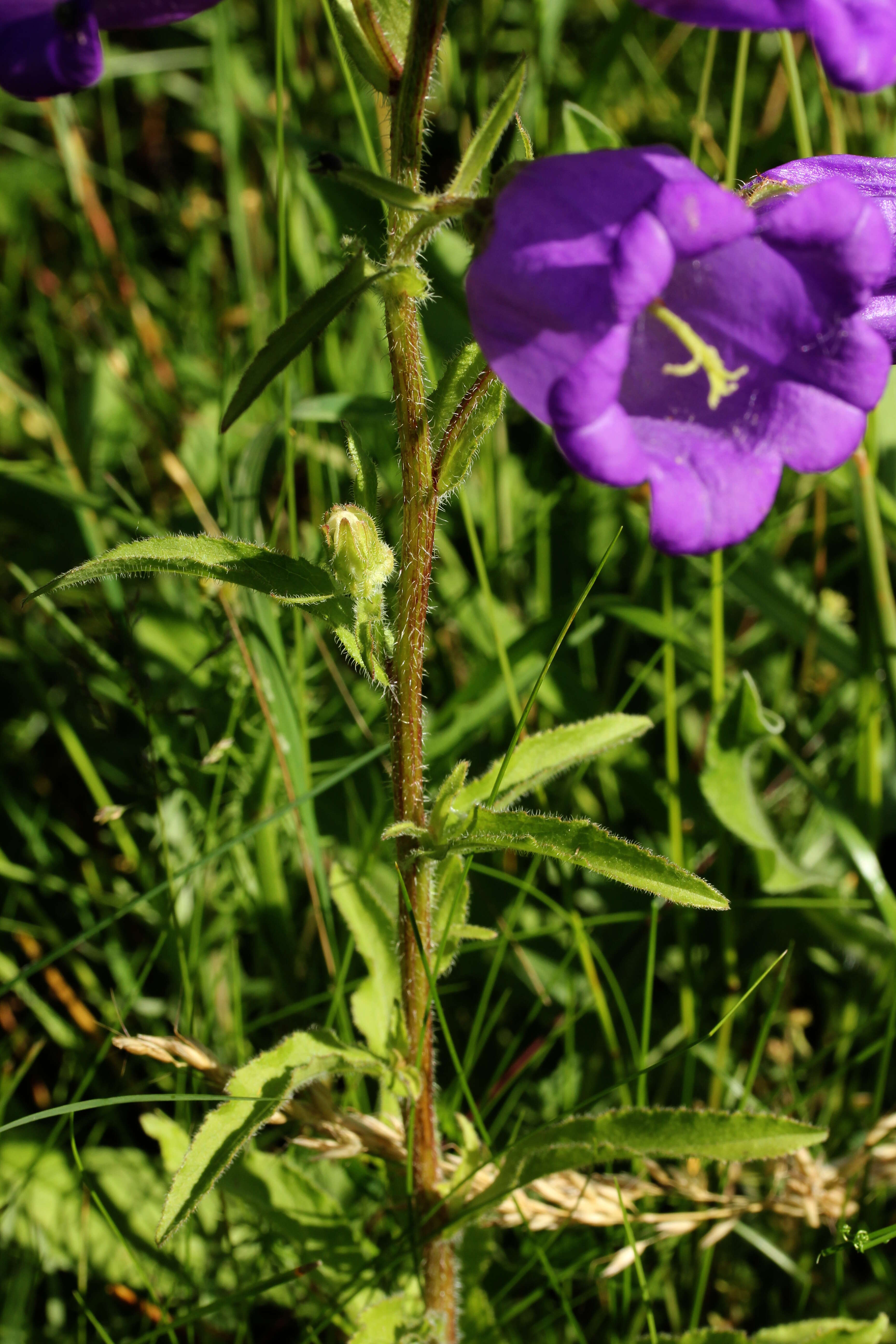 Image of Canterbury Bells