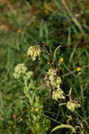 Image of Canterbury Bells