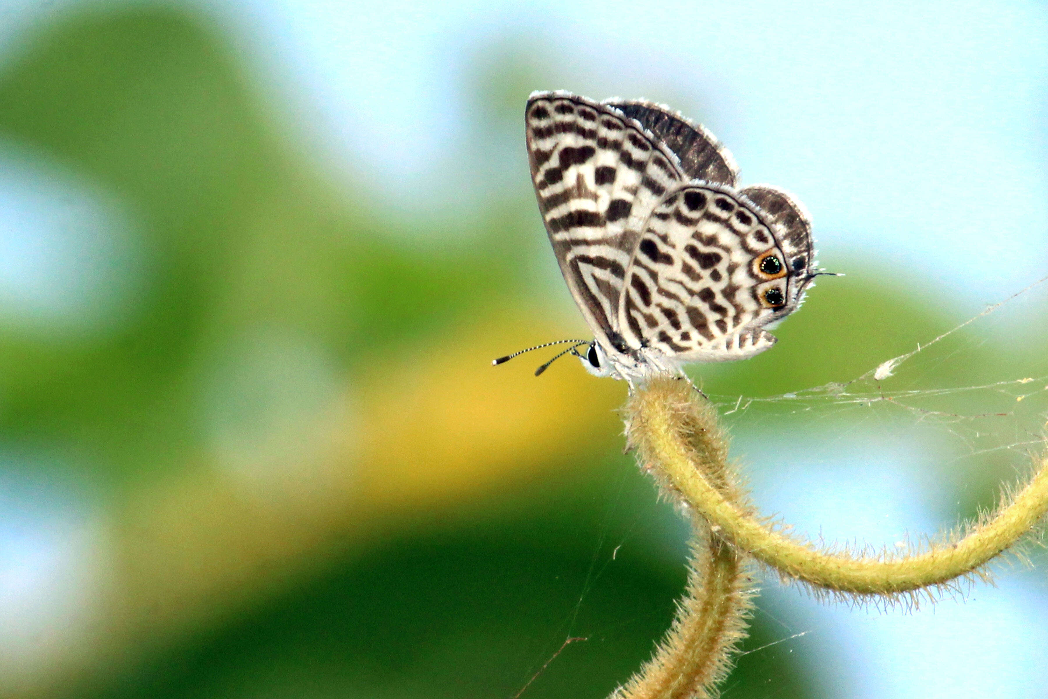 Image of Leptotes plinius