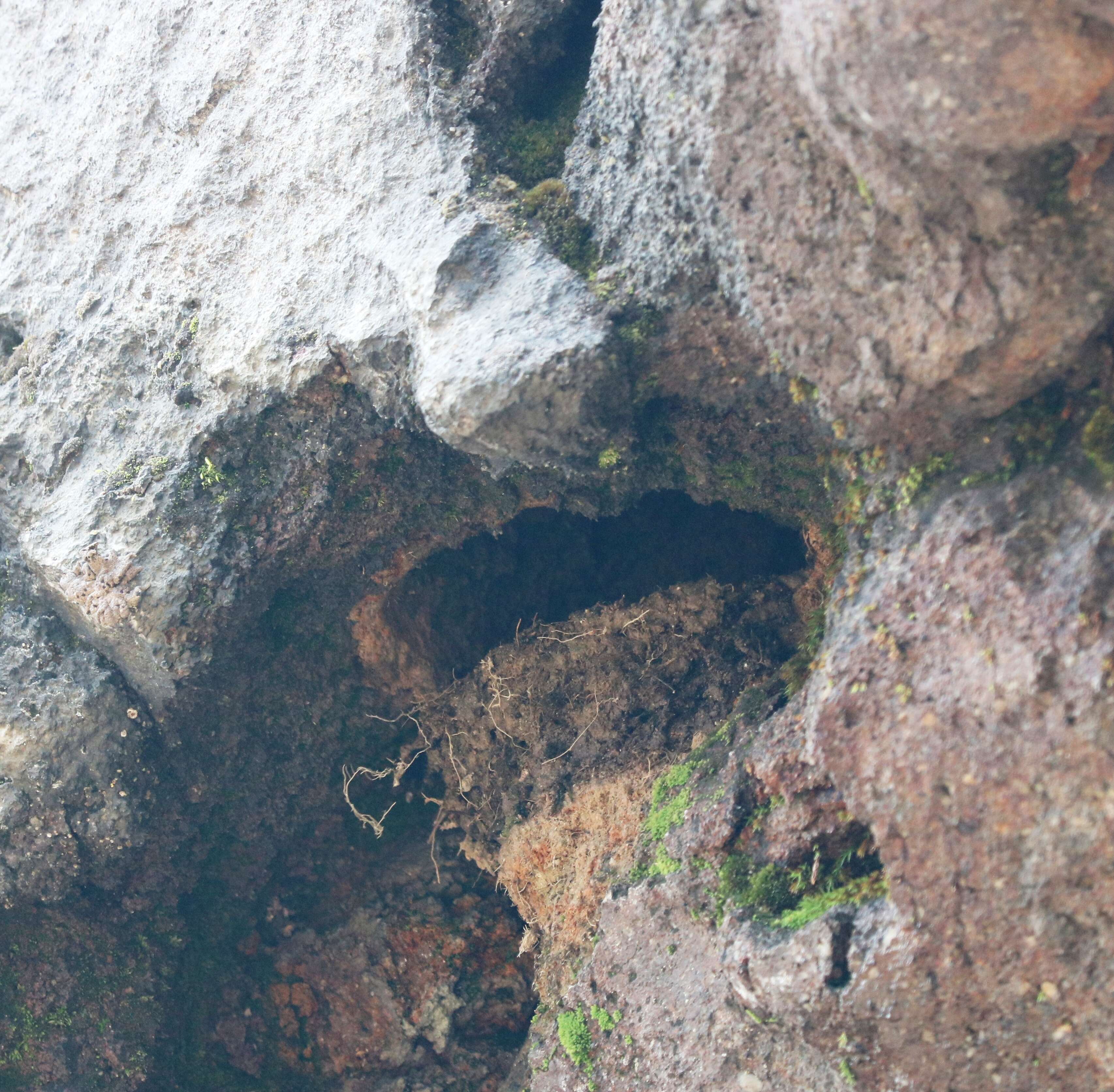 Image of Asian House Martin