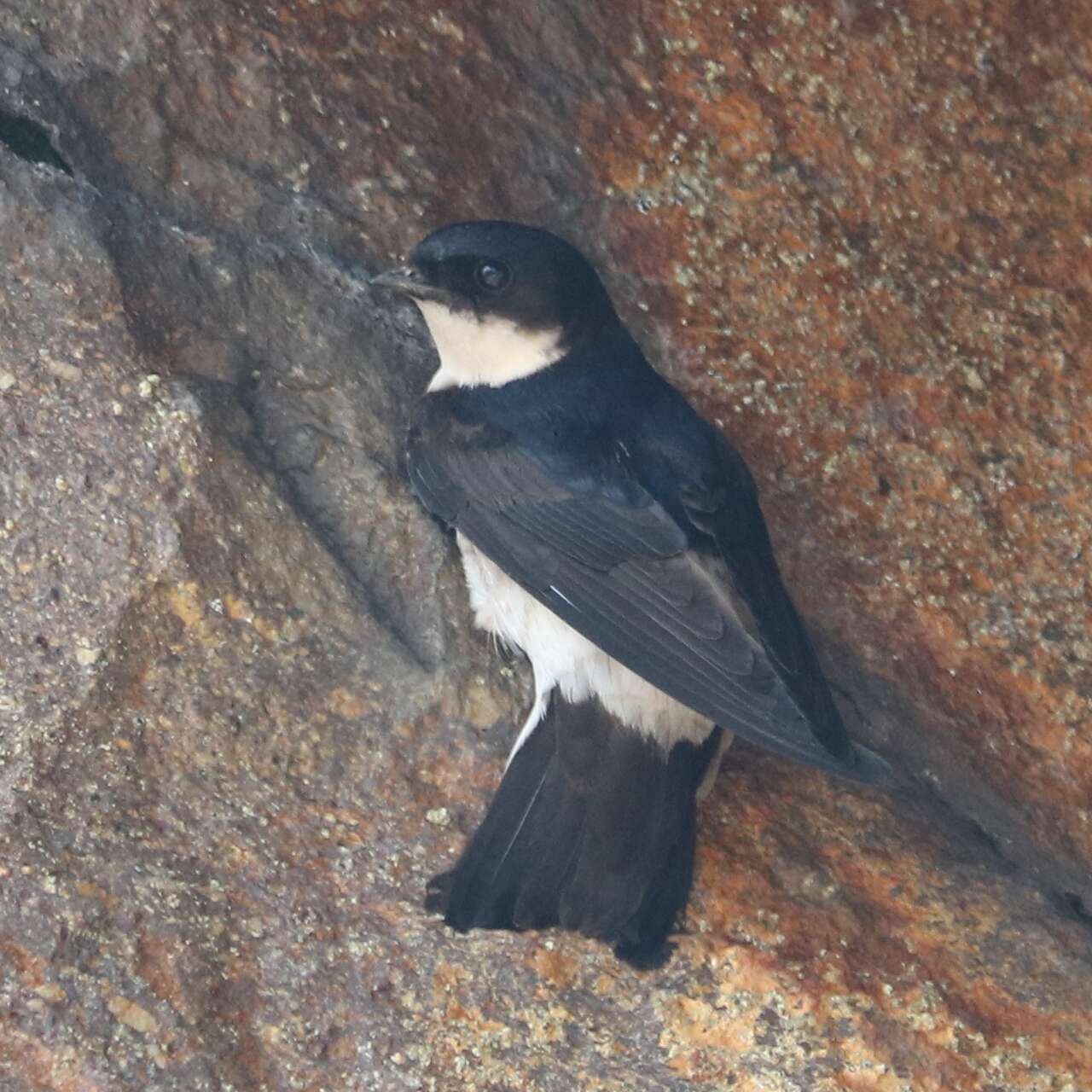 Image of Asian House Martin