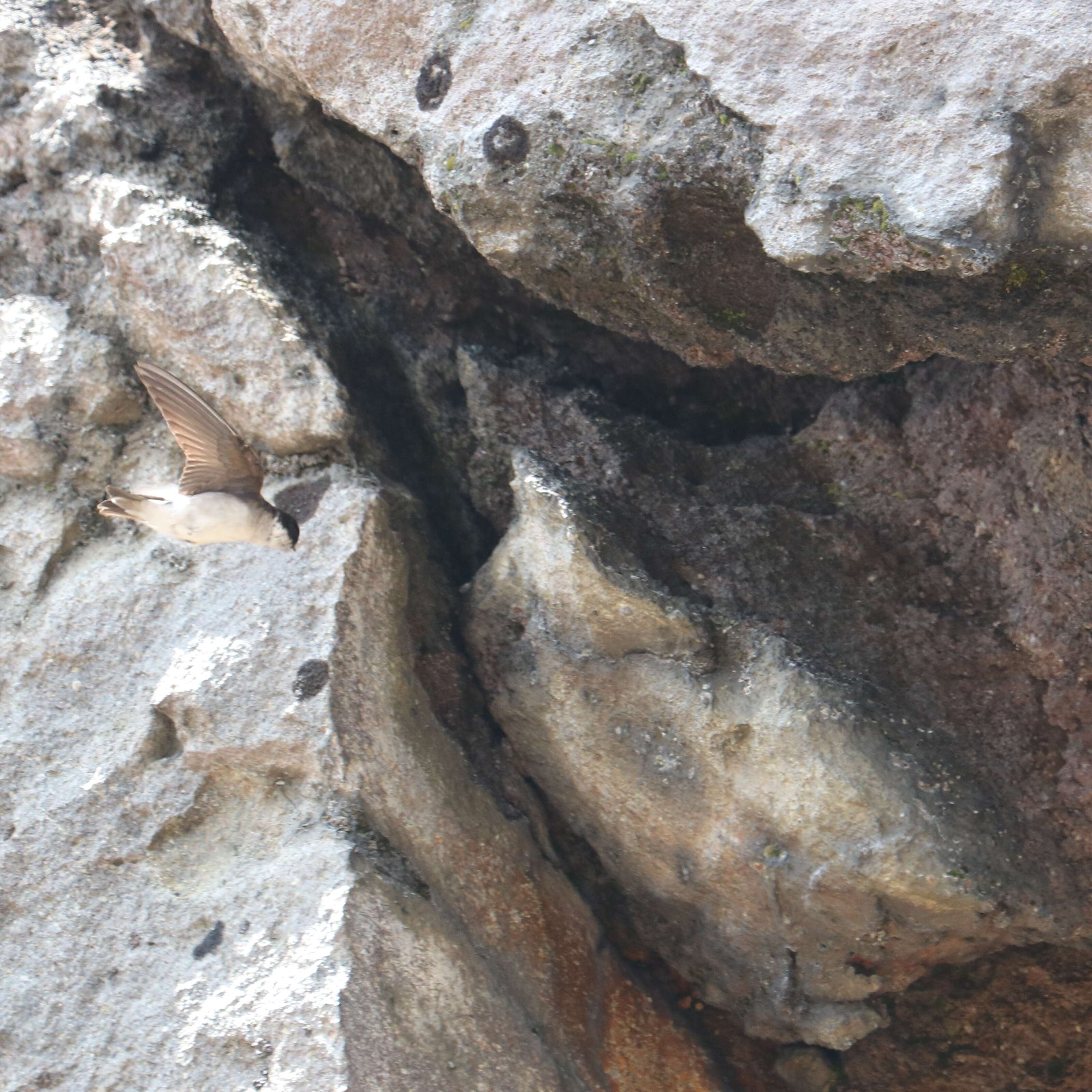 Image of Asian House Martin