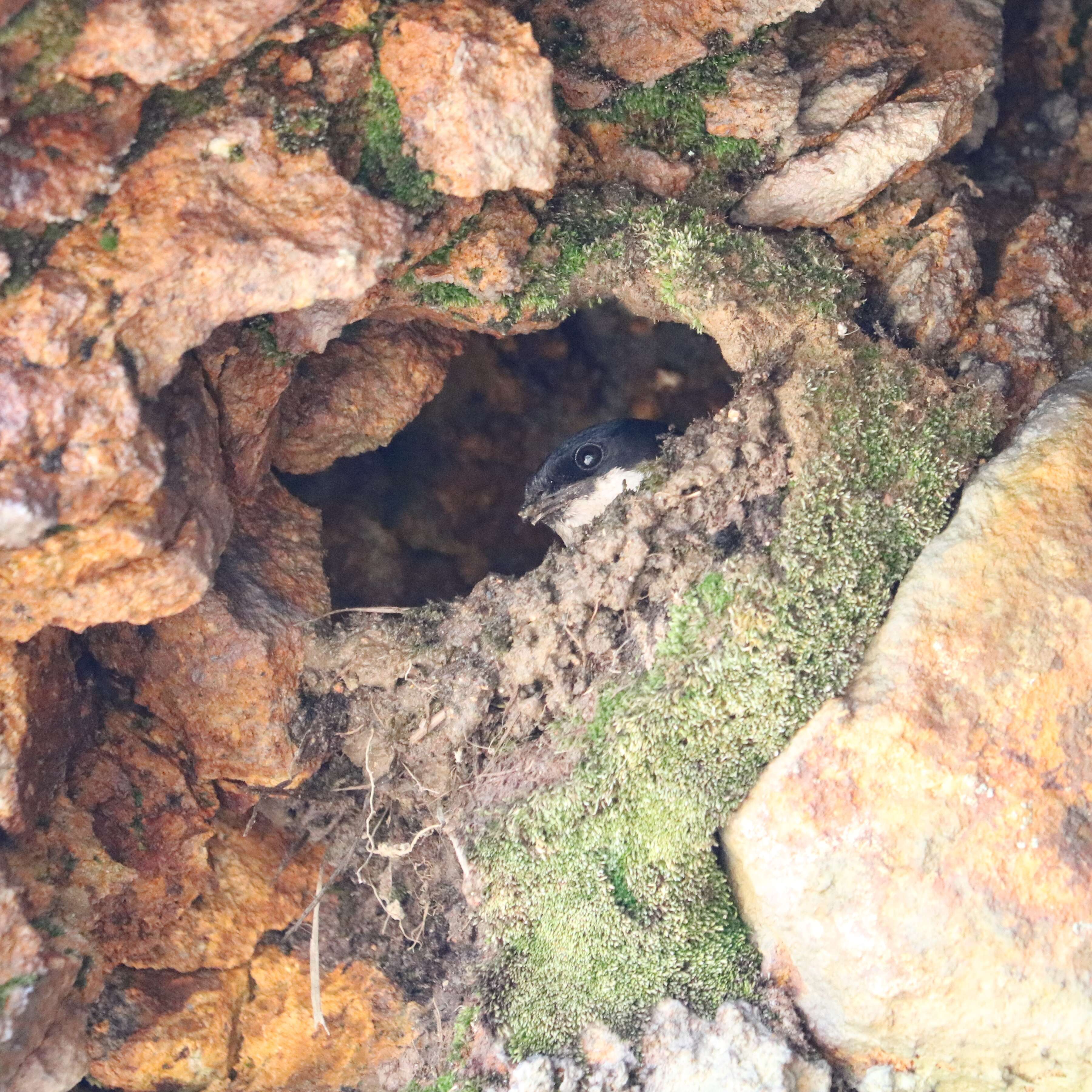 Image of Asian House Martin