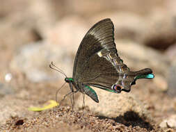 Image of Common Banded Peacock