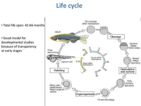 Image of Danio