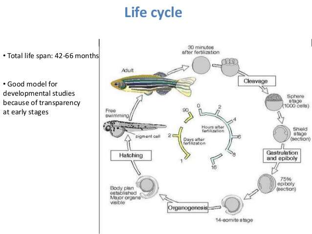 Image of Danio