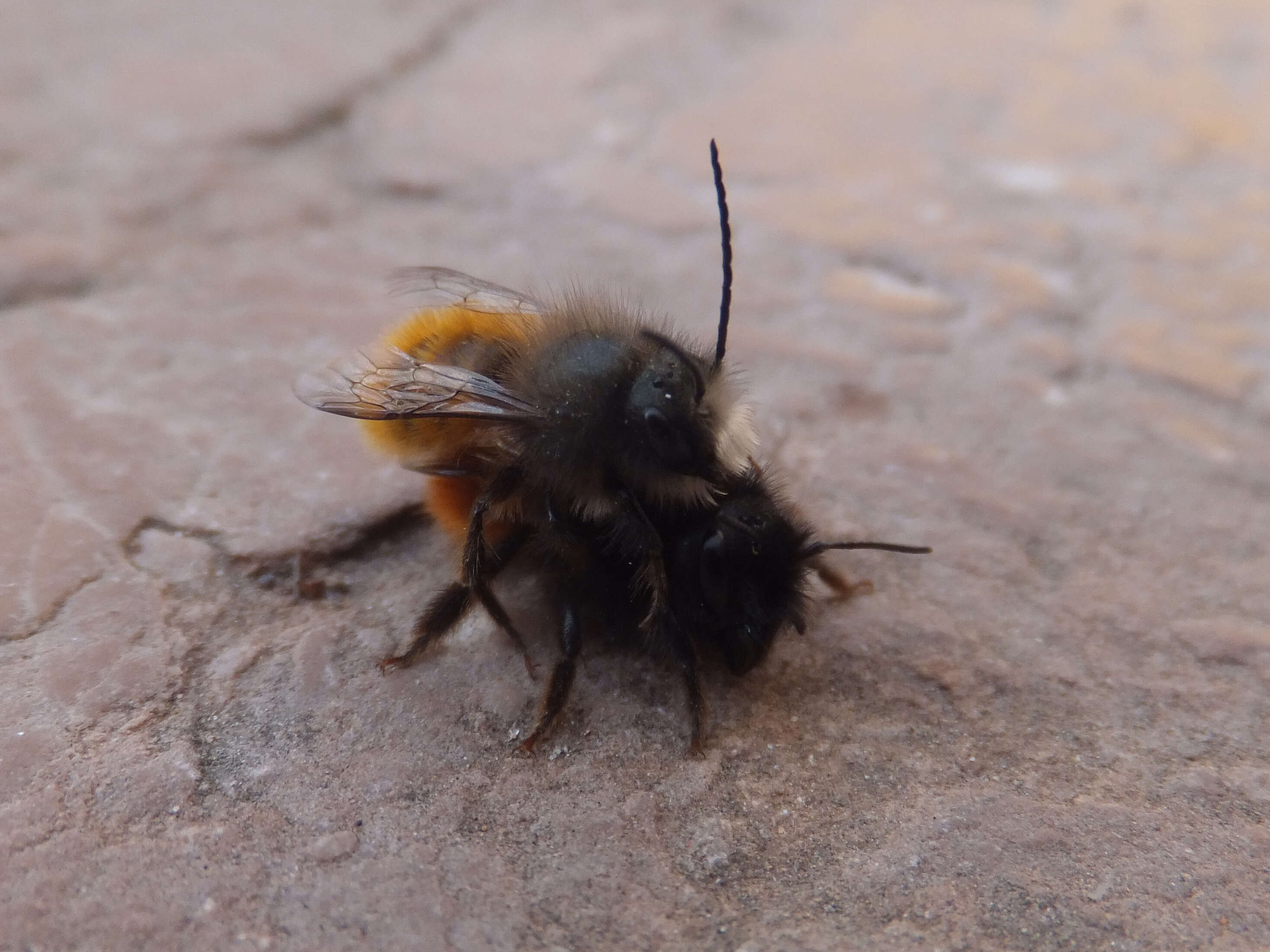 Image of Osmia cornuta (Latreille 1805)