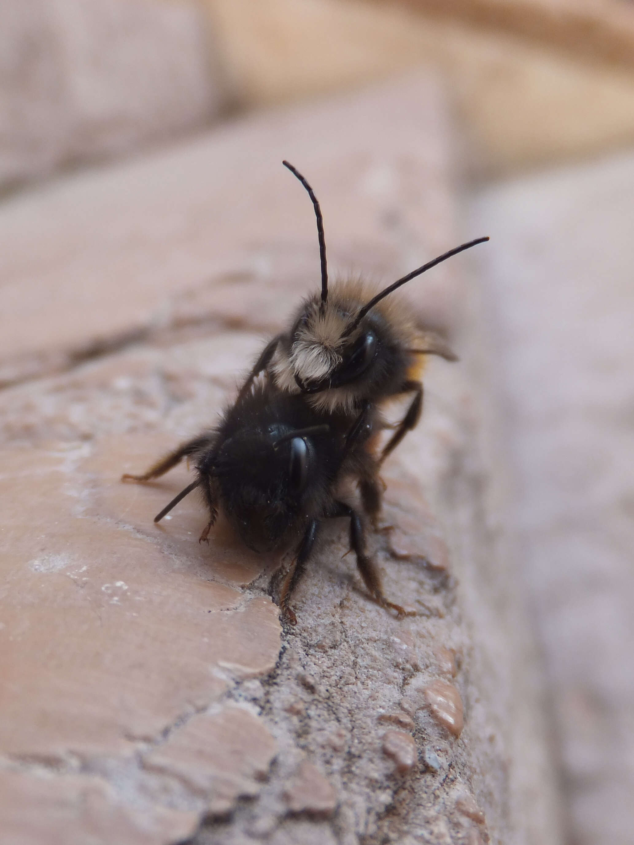 Image of Osmia cornuta (Latreille 1805)