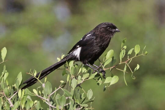 Image of Urolestes Cabanis 1851