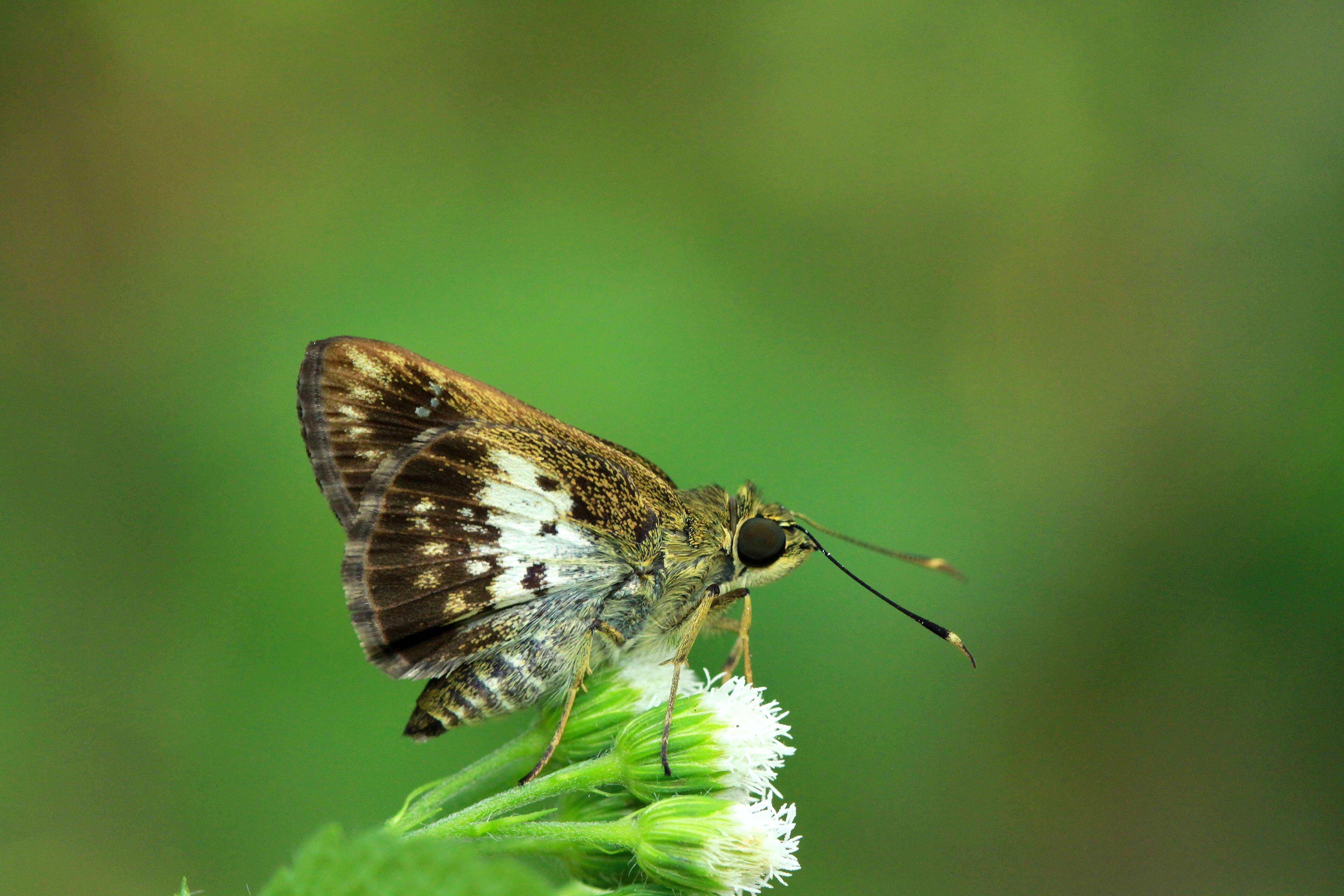 Image of Halpemorpha hyrtacus