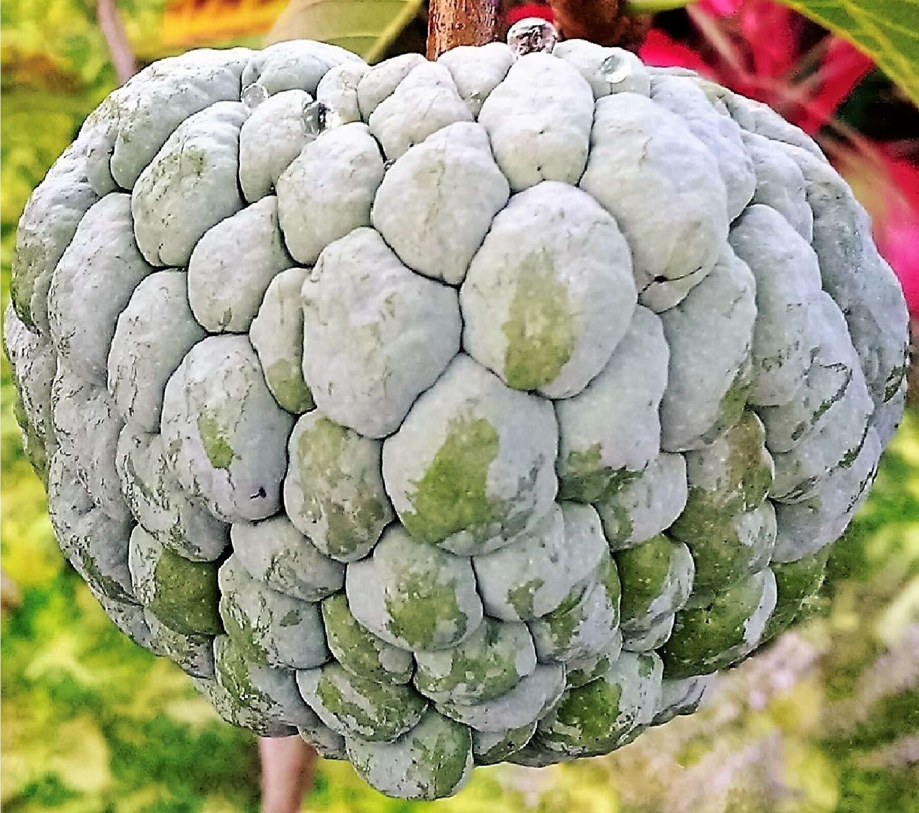 Image of sugar apple