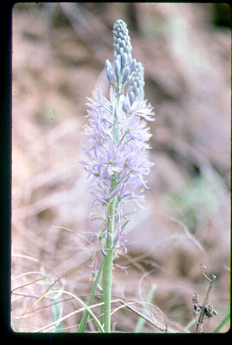 Image of Cusick's camas