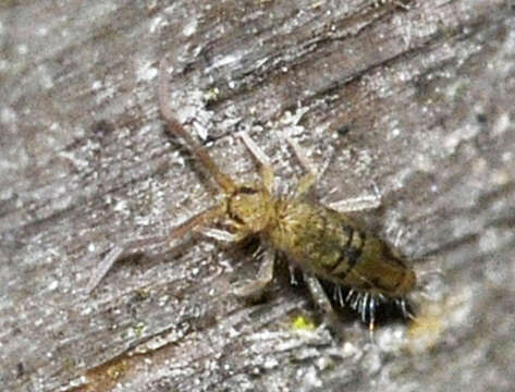 Image of Springtail